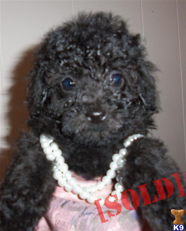 Shed-free Toy Poodles